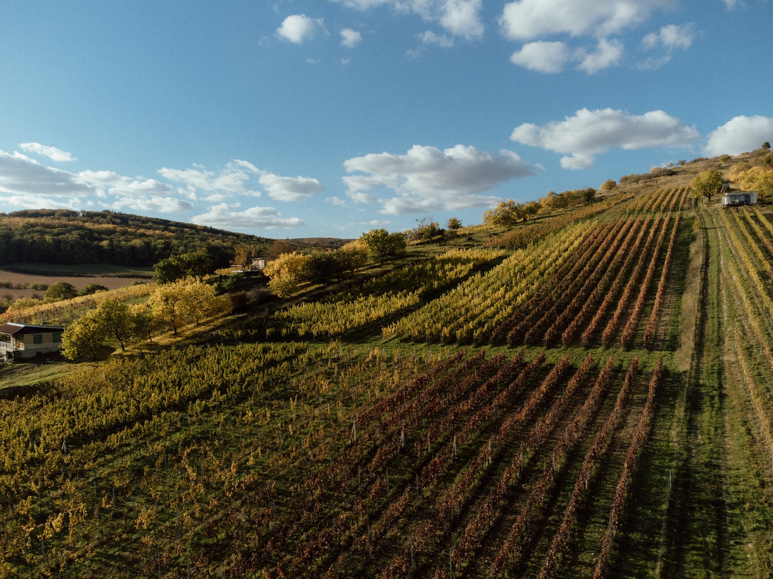 Hillside rows of autumn vines in the Kobylí vineyard in South Moravia, home of The Lacery’s natural wines.