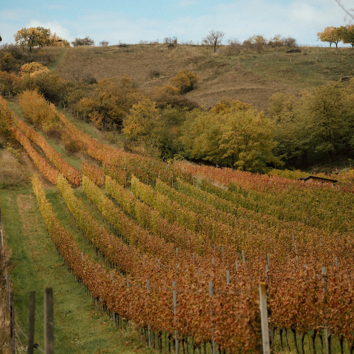 detailed photo of a vineyard in Kobyli of The Lacery zooming in on Blaufrankisch grown on a sandy loess soil
